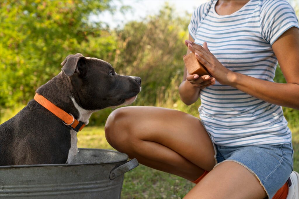 Les abonnements pour animaux