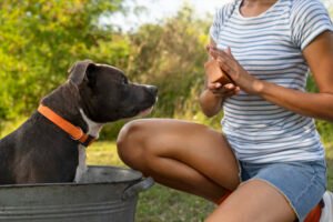 Les abonnements pour animaux